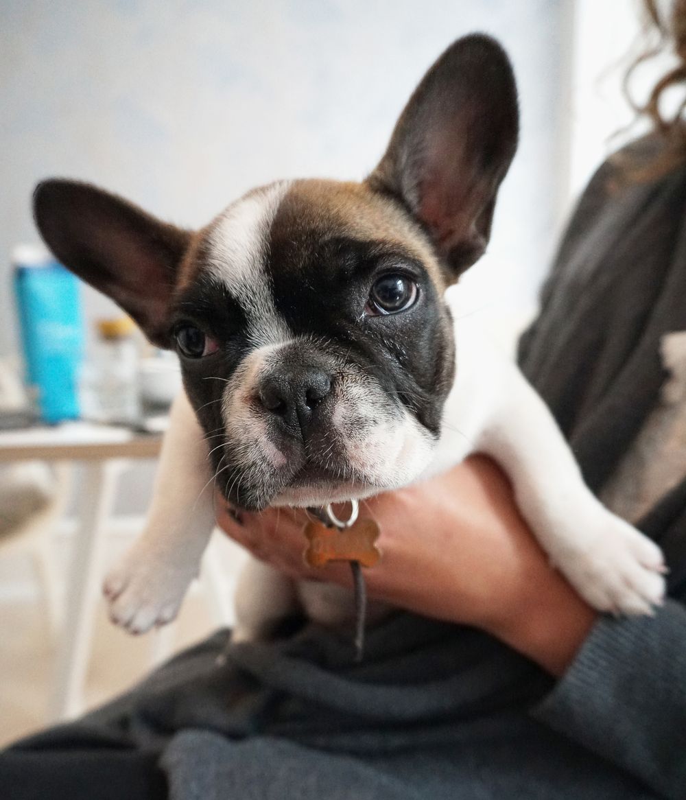 Owner cradling a French bulldog puppy