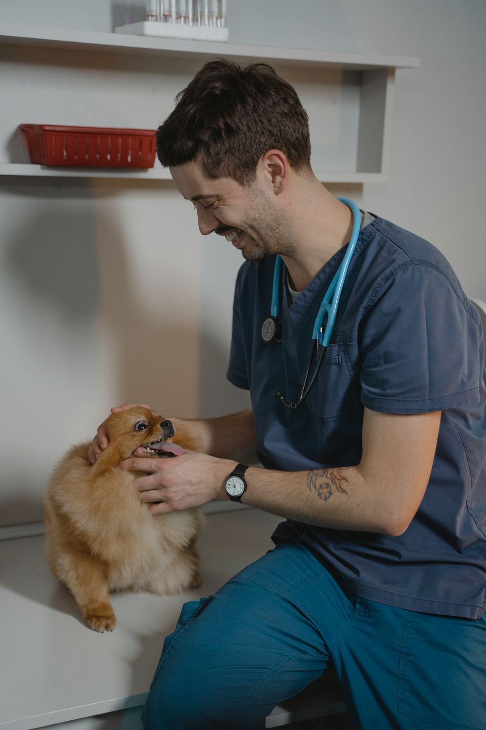 Veterinarian in scrubs with a small dog
